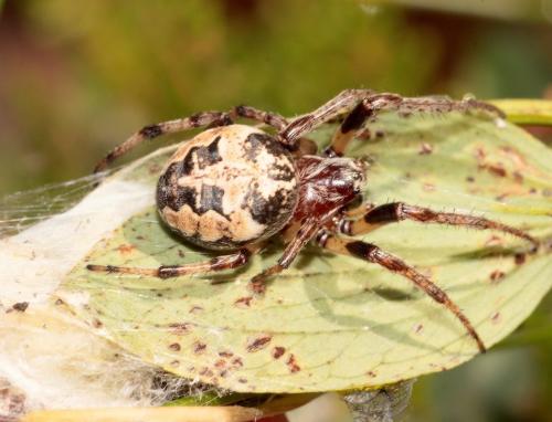 Larinioides cornutus